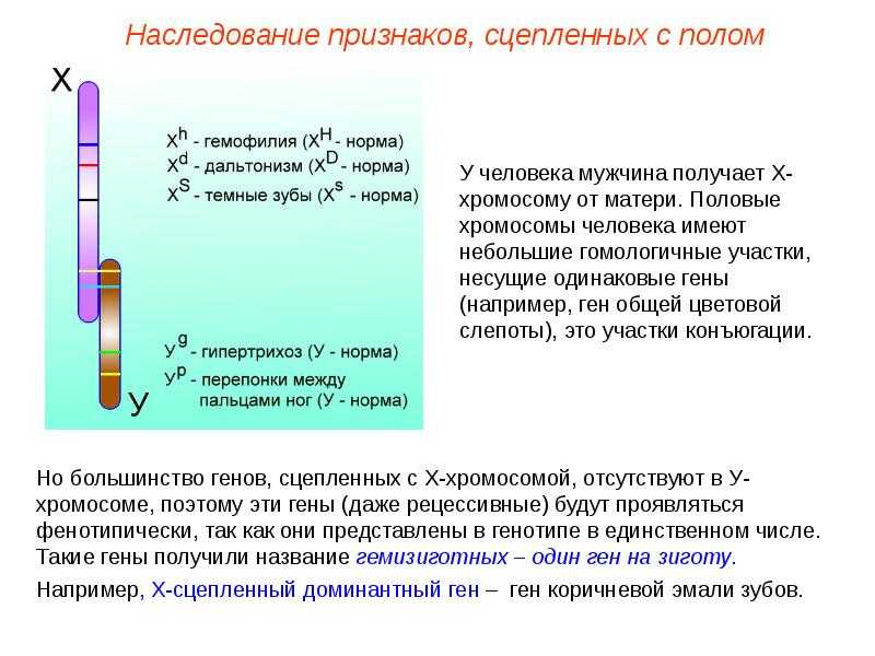 Хромосомная теория определения пола