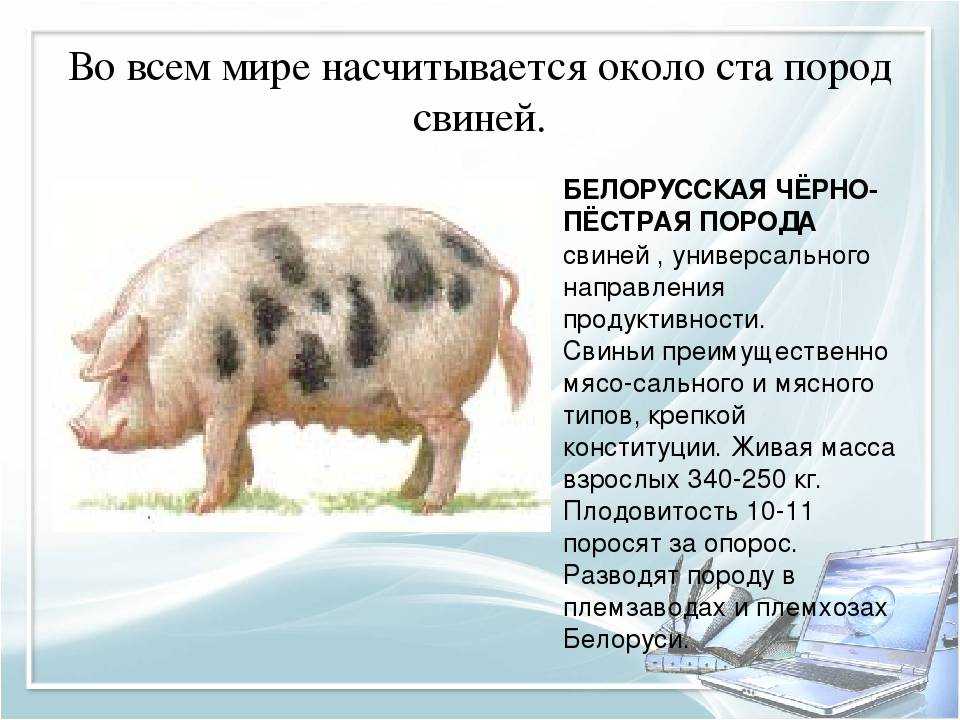 Основные породы свиней в россии и их классификации