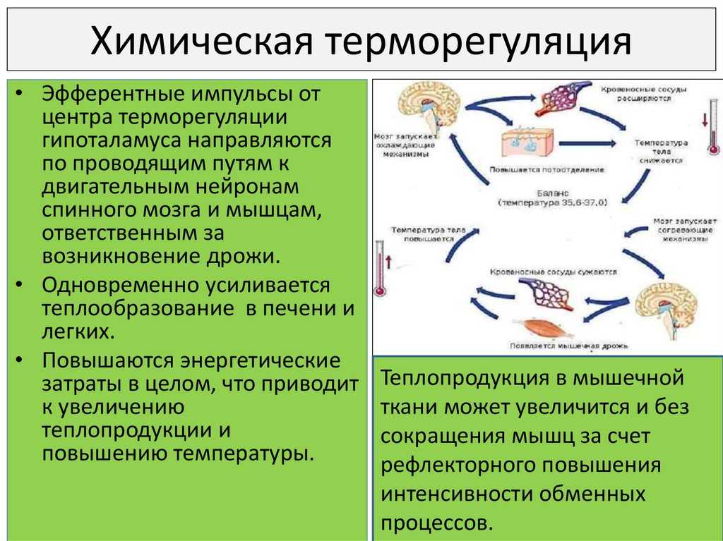Физиология терморегуляции, механизмы, виды и изменения