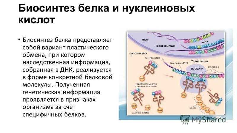 Что такое кодон? (генетика) / биология | thpanorama - сделайте себя лучше уже сегодня!