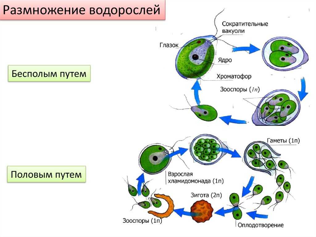 Зооспоры: характеристика, жизненный цикл, питание - биология - 2023