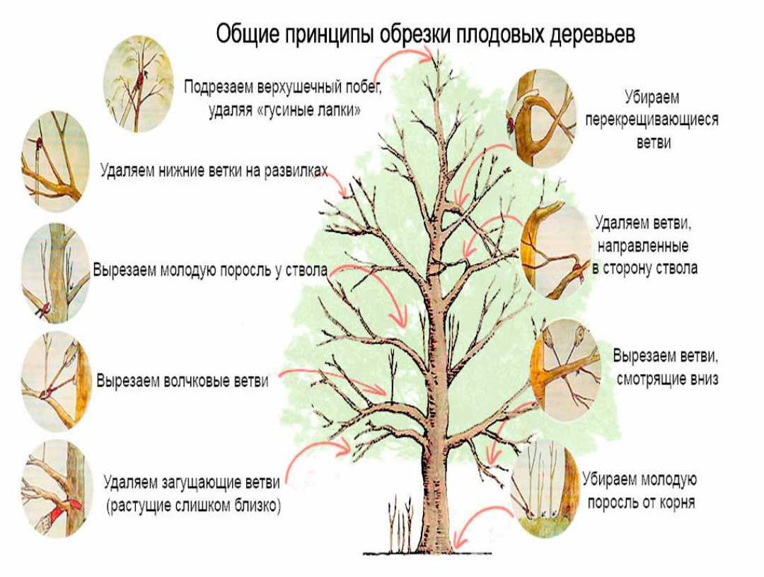 Лечение ран на плодовых деревьях