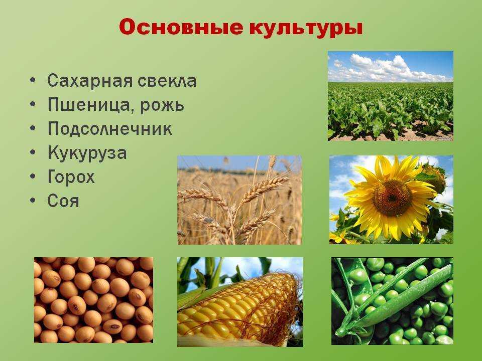 Системы интенсификации земледелия как основа инновационной модернизации  аграрного производства | фгбну верхневолжский фанц
