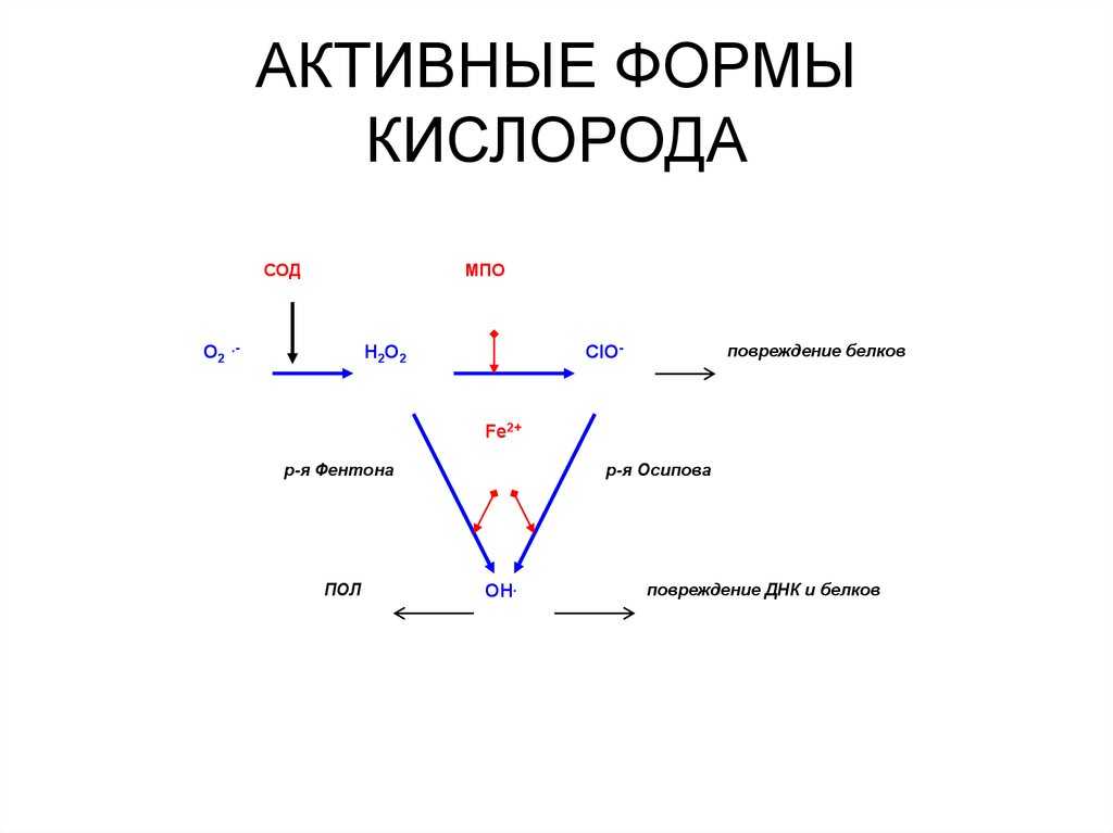Активные формы кислорода