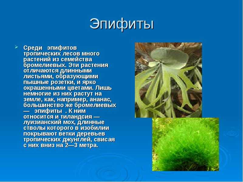 Растения эпифиты: фото, общие сведения, описание видов