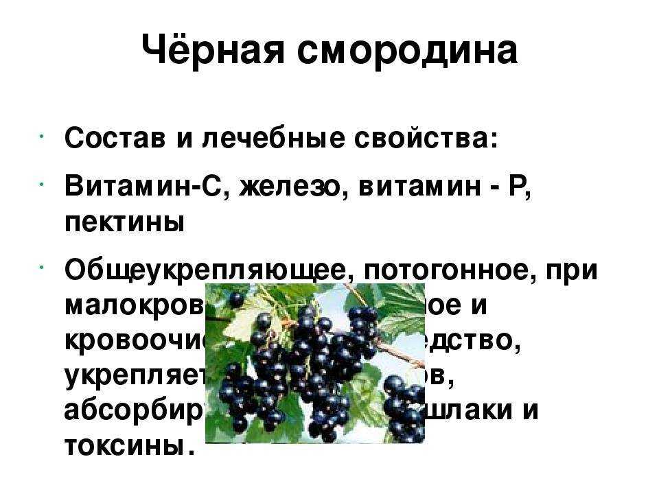 Черная смородина, польза | химический состав черной смородины | применение черной смородины в народной медицине