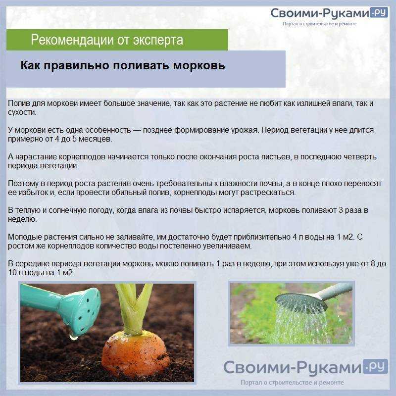 Как выращивать морковку в открытом грунте