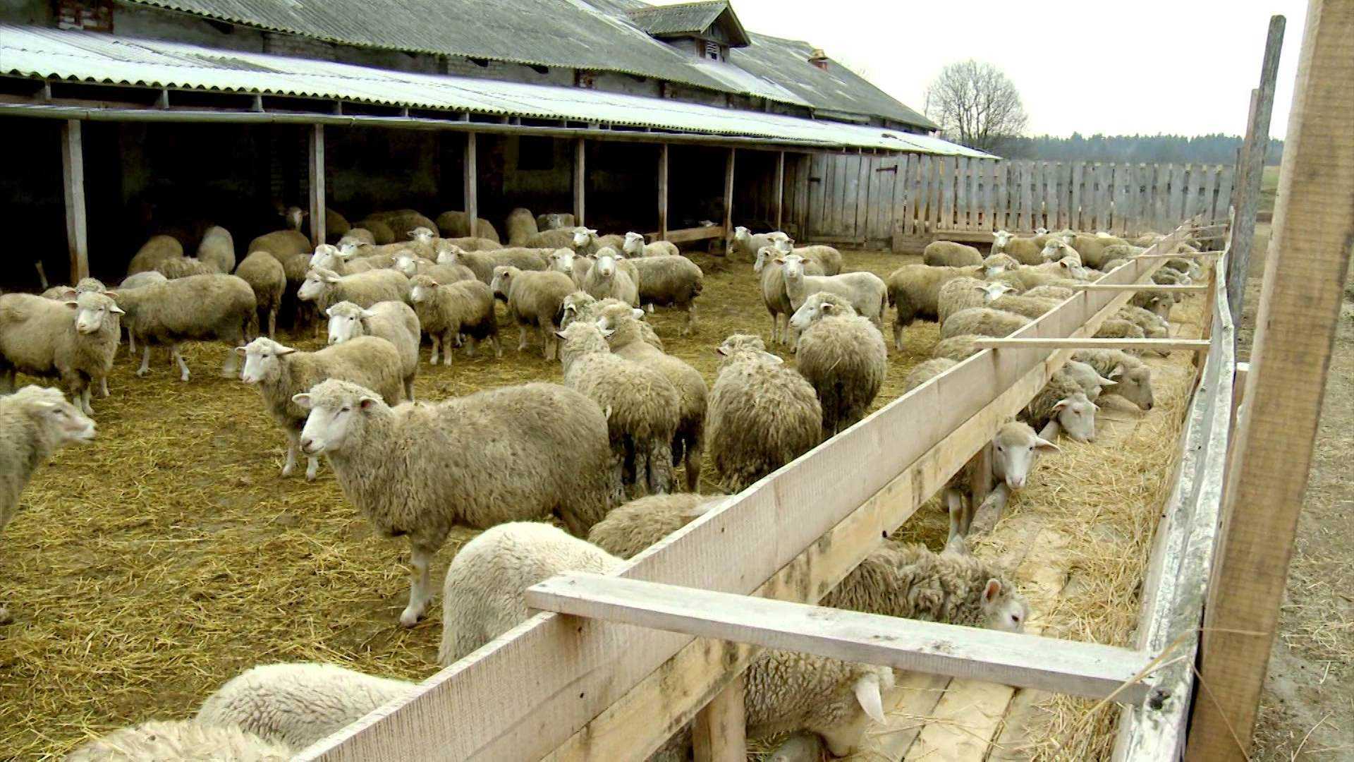 Современное разведение овец на мясо | cельхозпортал