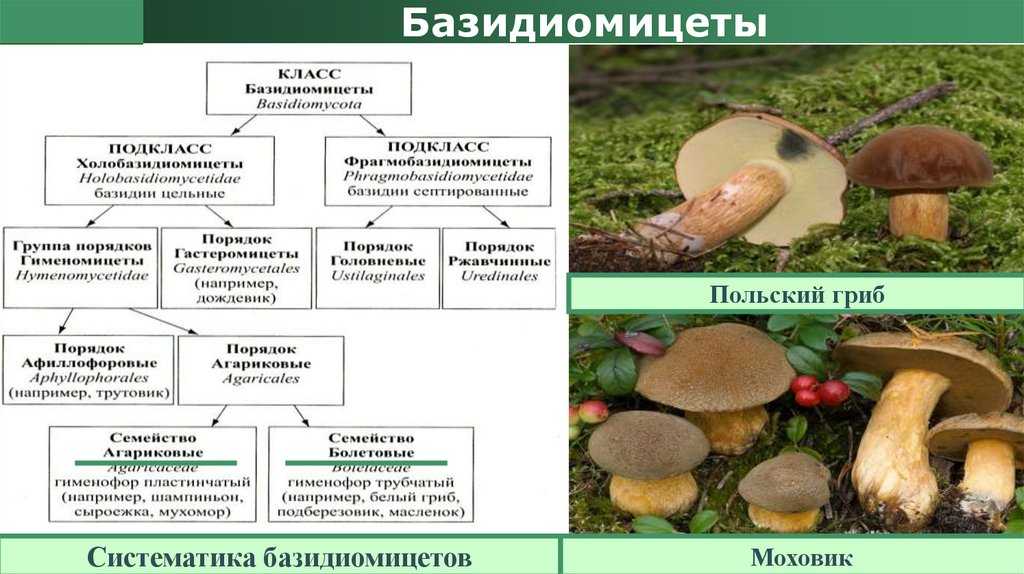 Характеристика базидиомицетов, таксономия, питание, среда обитания и размножение / биология | thpanorama - сделайте себя лучше уже сегодня!