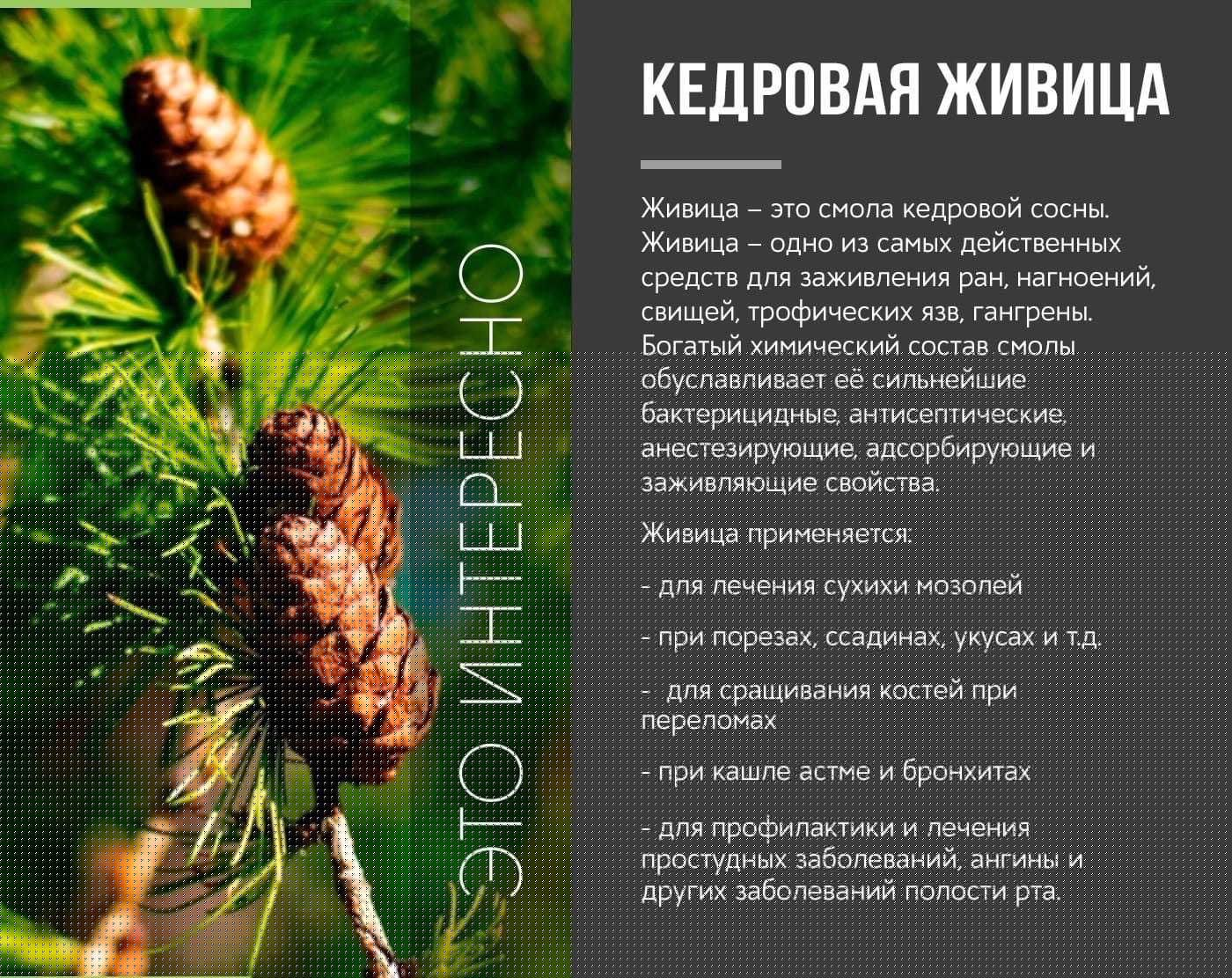 Живица сосновая: кладезь пользы в хвойном дереве