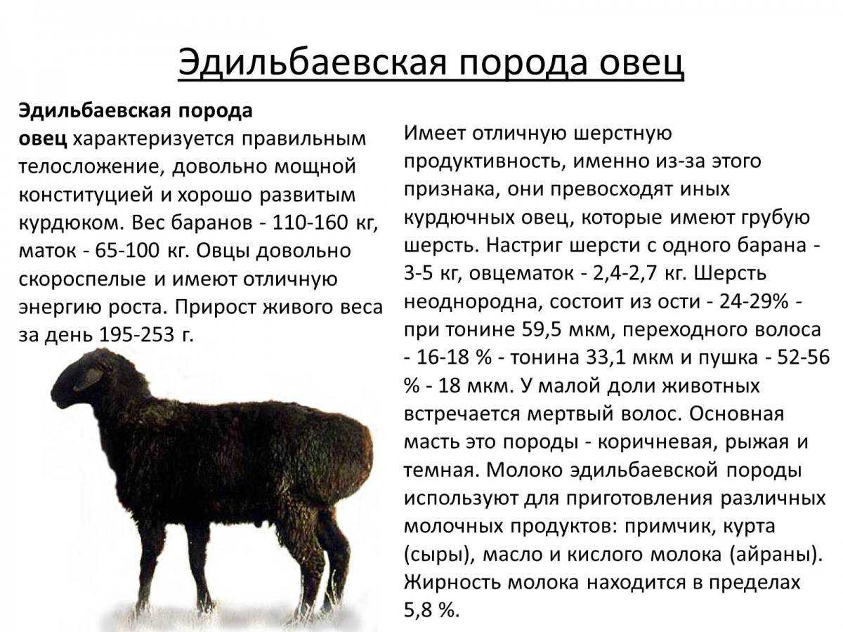Условия содержания овец в овчарне, стойле и на пастбище