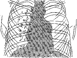 Анатомо-топографические данные боковой грудной стенки животных. анатомия домашних животных - акаевский а.и нервы грудной полости