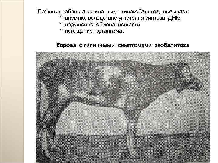 Шпаргалки к экзамену по клинической диагностики с рентгенологией. часть 2 - диагностика нарушений обмена микро- и макроэлементов