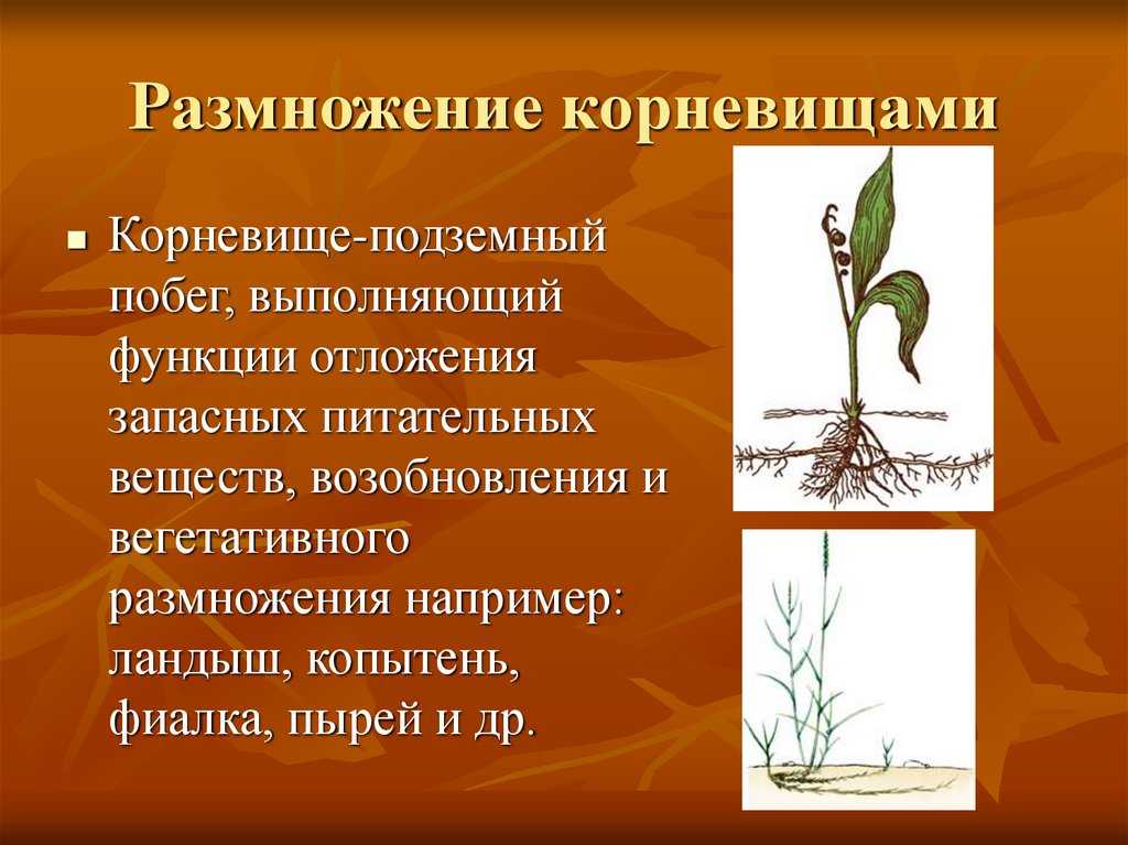 Корневище – определение, функции и примеры | fissi