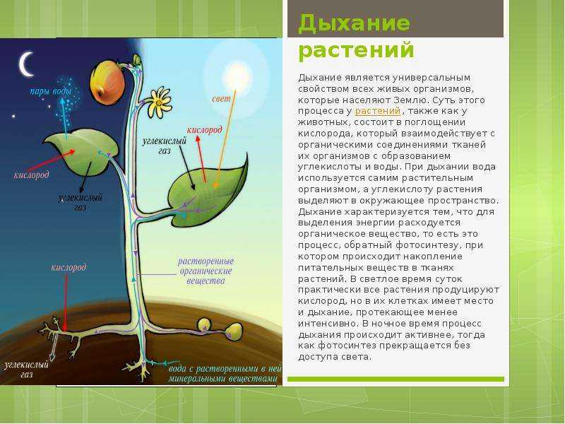 Экология