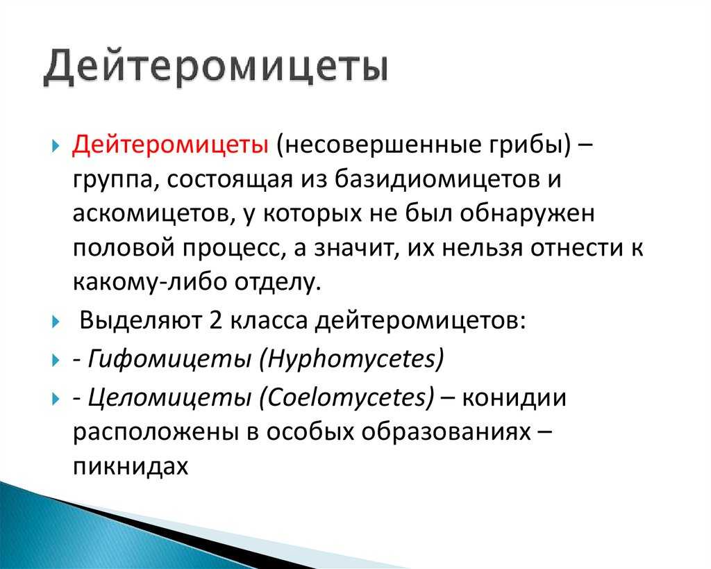 Гифомицеты