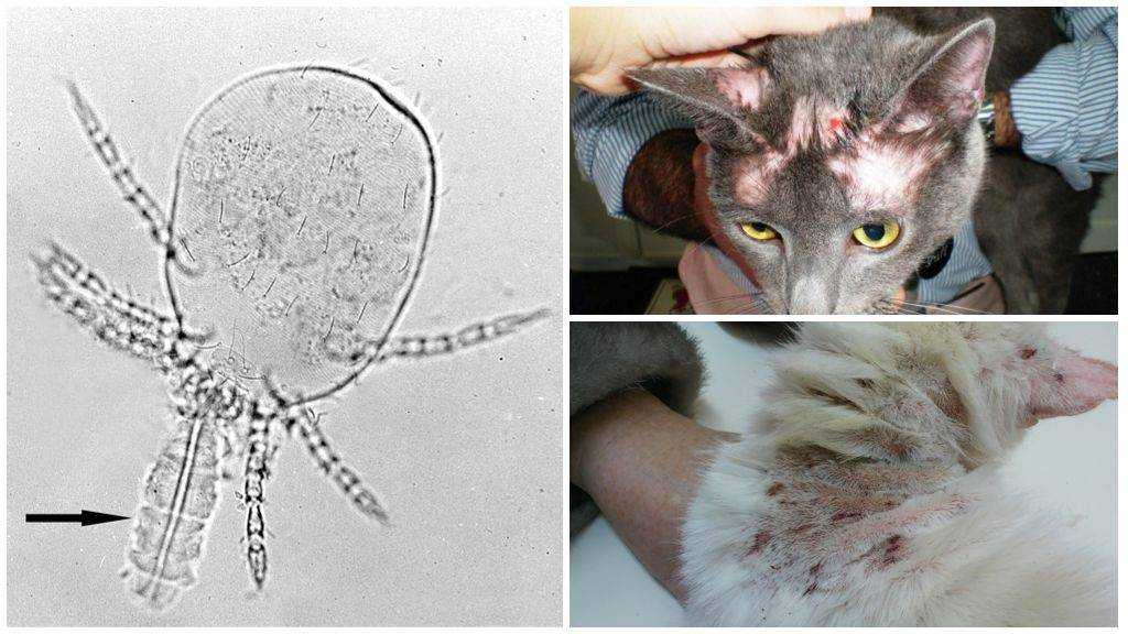 Саркоптоз и нотоэдроз у кошек: причины, лечение, профилактика