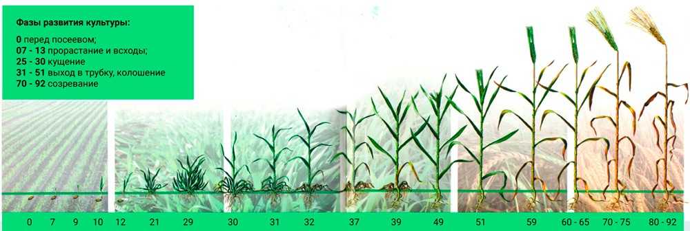 Фазы вегетации озимой пшеницы. рост и развитие (фенологические фазы) злаковых культур. существует несколько подходов, каждый из которых имеет свои плюсы и минусы