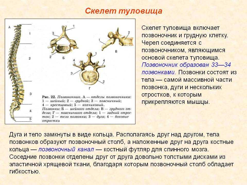 Нижняя треть шеи у коровы