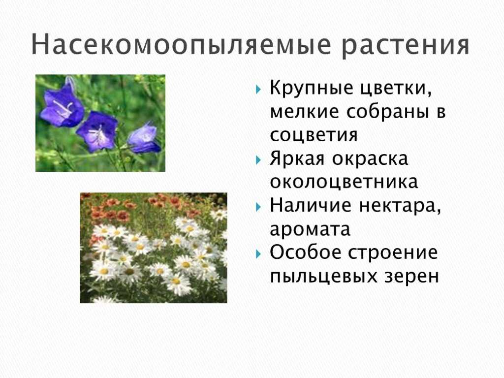 Ответы к §29 половое размножение покрытосеменных растений. гдз к учебнику биологии 6 класс пасечник - страница 30