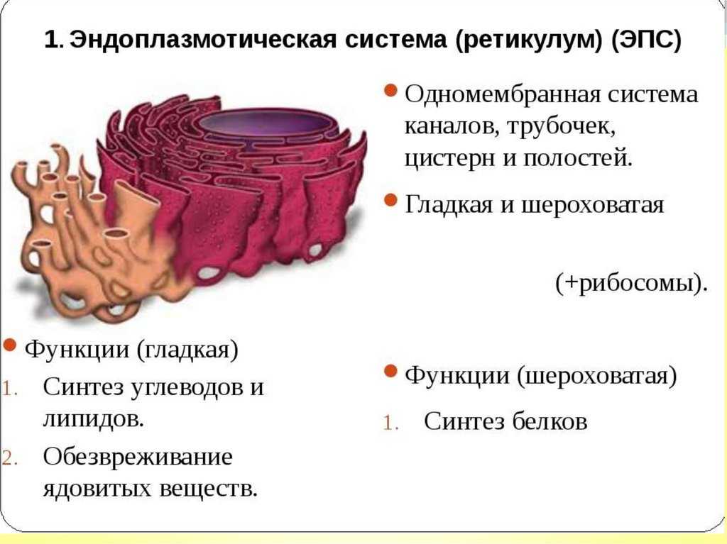 Органоиды клетки и их функции – что такое, строение, характеристика, описание и виды кратко (9 класс, биология)