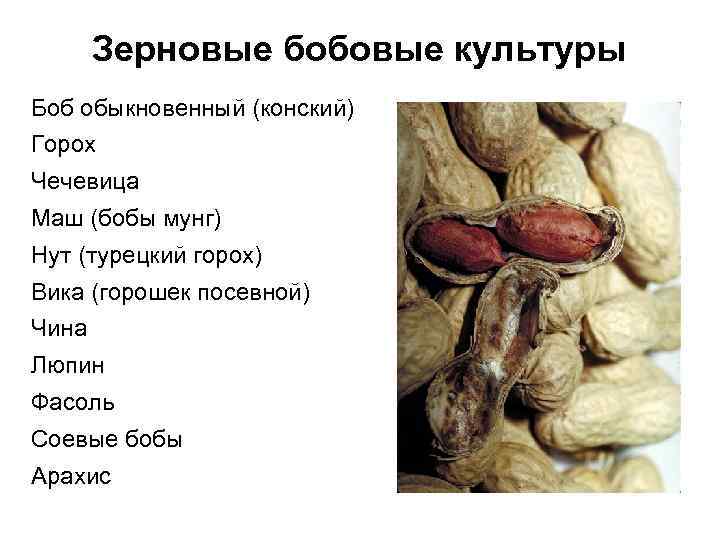 Зерновы́е культу́ры