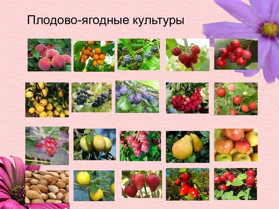 Плодовые культуры — энциклопедия руниверсалис