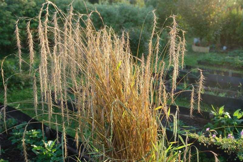 Пырейник сибирский - elymus sibiricus - описание таксона - плантариум