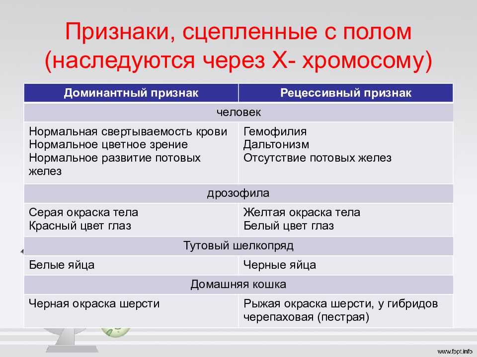 Презентация на тему "биология и генетика пола" по биологии для 10 класса