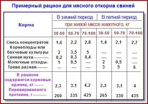 Эффективный откорм свиней в домашних условиях: технология, виды, рацион