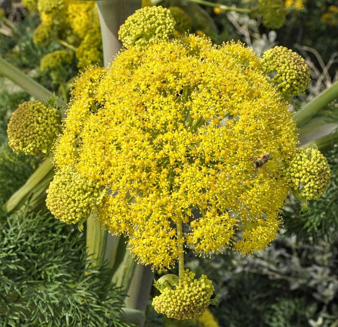 Ферула - род ferula - галерея видов - плантариум