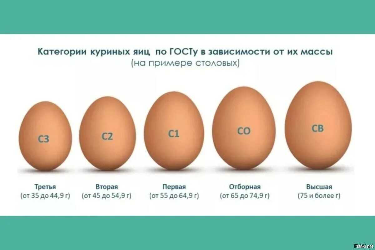 Высота воздушной камеры куриного яйца. воздушная камера яйца для чего в яйце воздушная камера