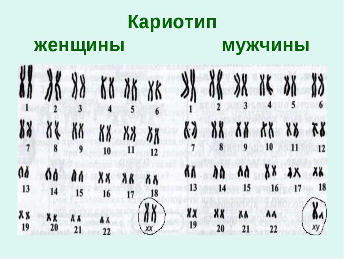 § 18. мейоз: мейоз и его биологическое значение