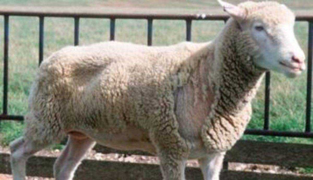 Чесотка у овец: симптомы, профилактика и лечение