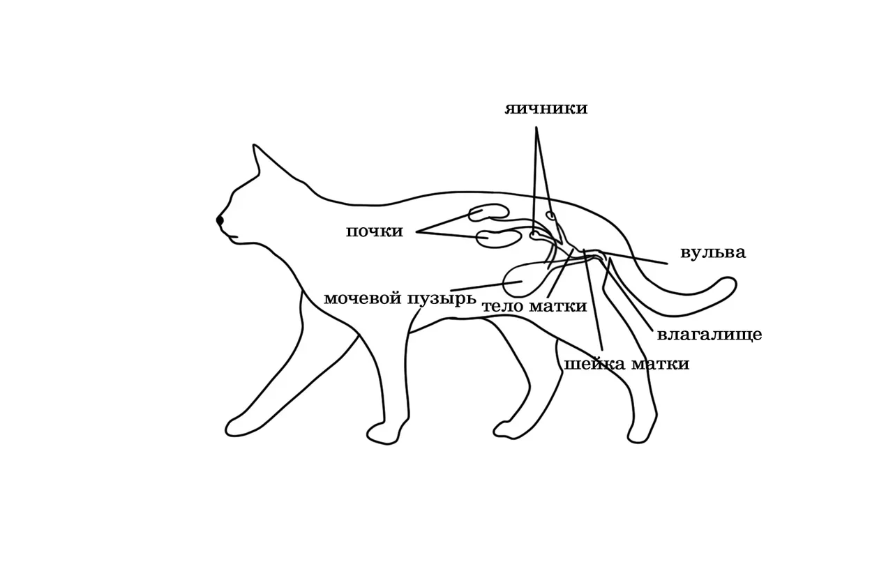 Основы животноводства: анатомия половых органов коровы