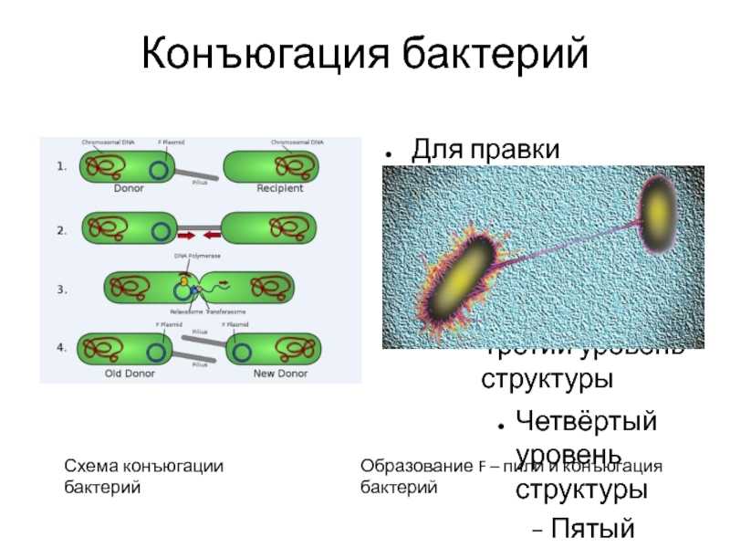 Бактериальная конъюгация - определение, этапы, методы