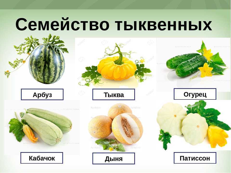 Дыня: это овощ, фрукт или ягода? описание, состав, польза и вред