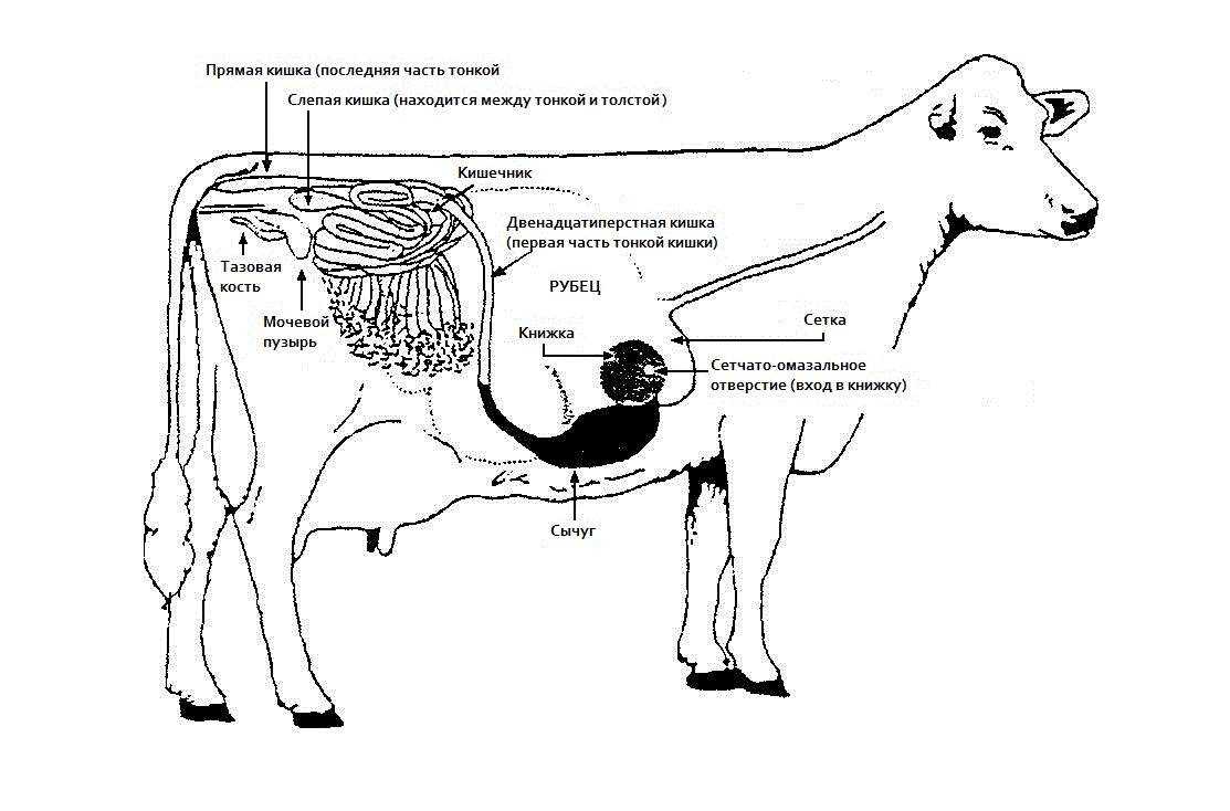 Анатомо-топографические данные грудной и тазовой конечностей крупного рогатого скота