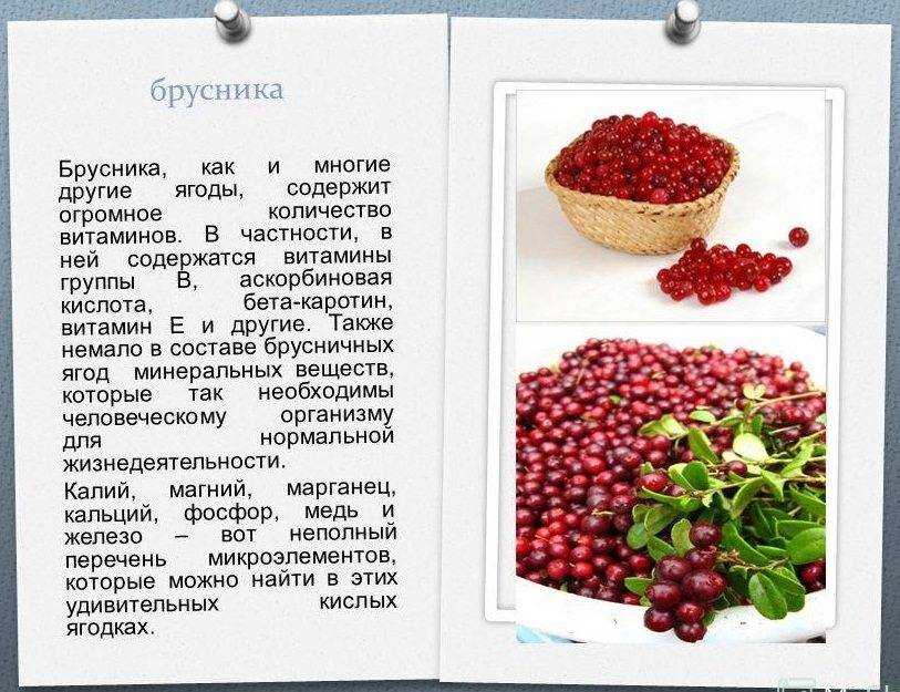 Брусника ягода – противопоказания и лечебные свойства, описание и фото