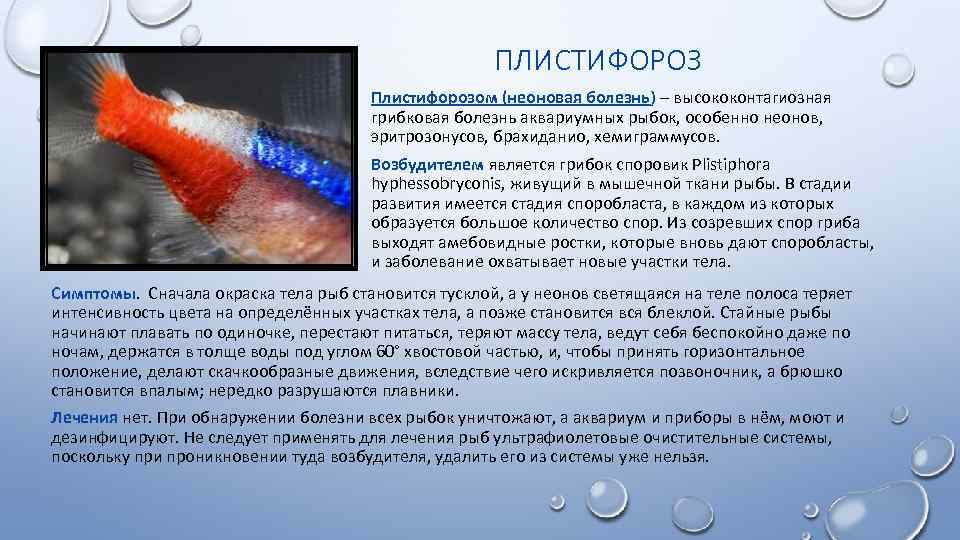 Аквариумные рыбки и их болезни