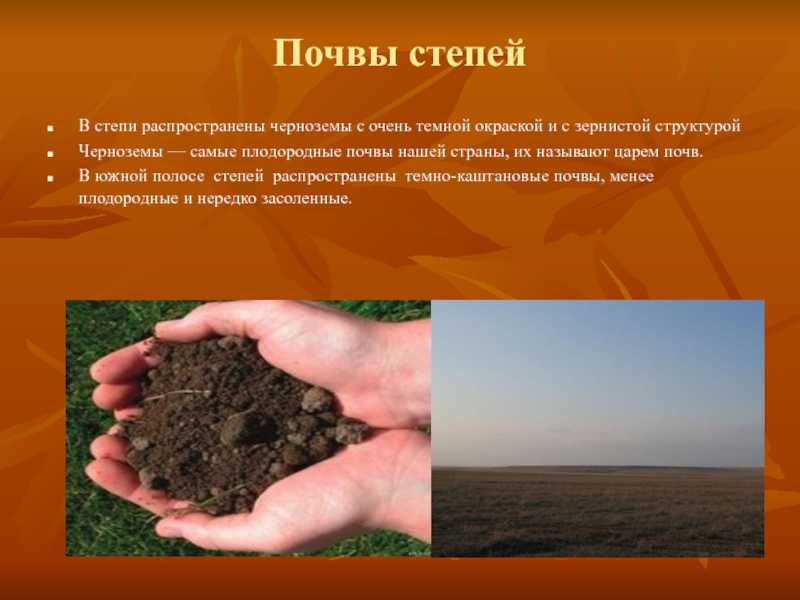 Типы почв в степной зоне: особенности и характеристики