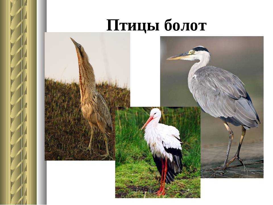 Птицы водоемов и болот россии. информационное сообщение