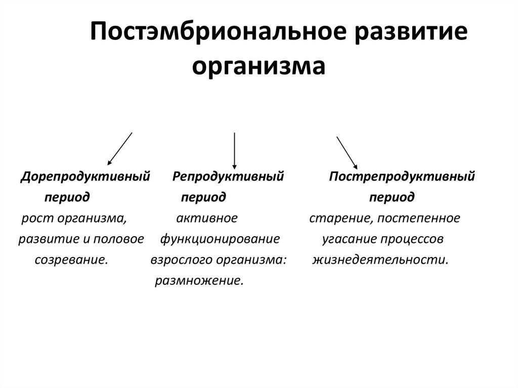 14.2. дифференциация пола. генетика человека с основами общей генетики [учебное пособие]
