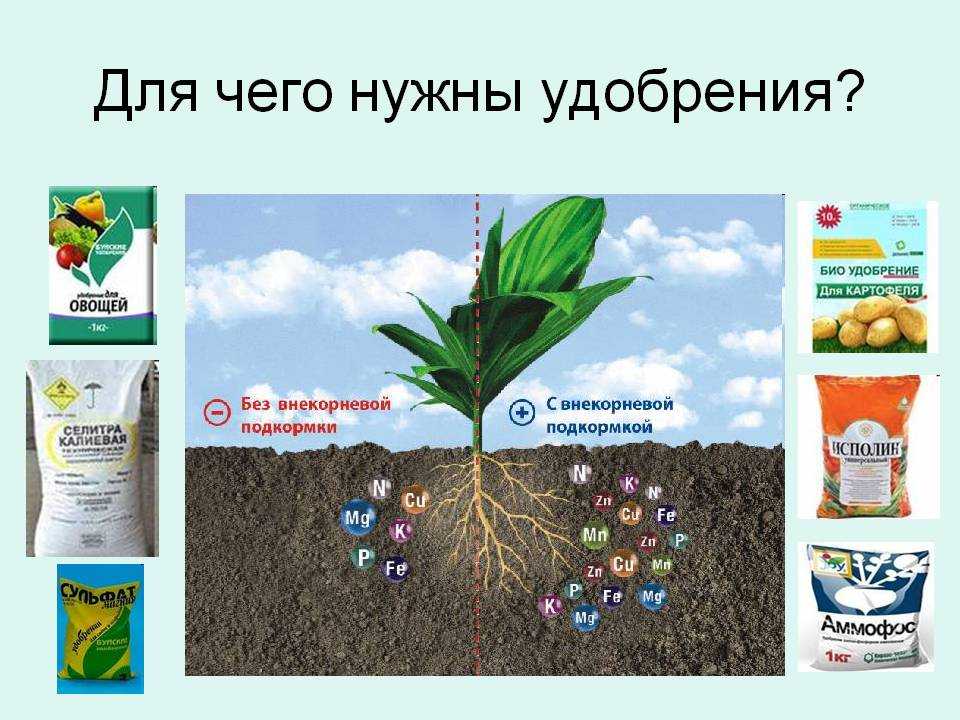 Влияние удобрений и почвенного плодородия на урожайность