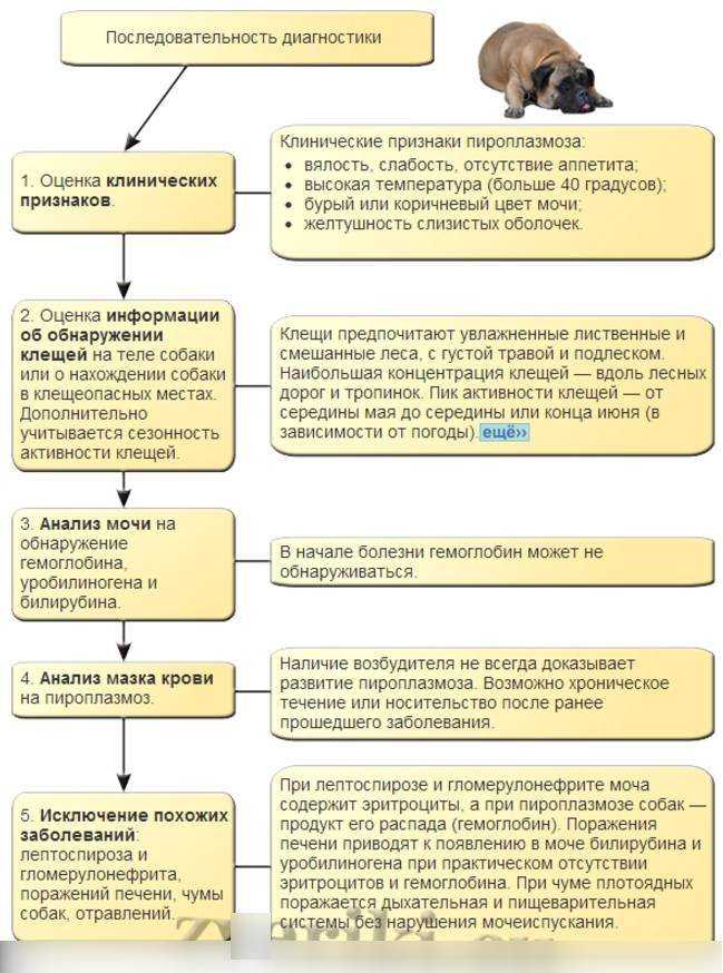 Бабезии (babesia) у человека, собак и других видов животных (биология возбудителя инвазии, фото, цикл развития, эпизоотология, эпидемиология)