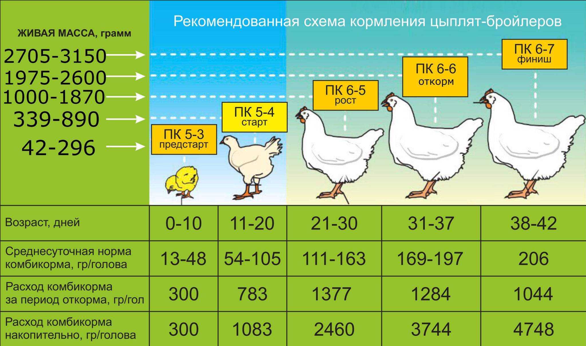 Как открыть бизнес по разведению бройлеров + план с расчётами