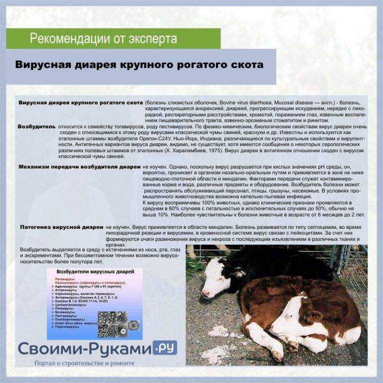 Чем опасен лейкоз у коров для человека