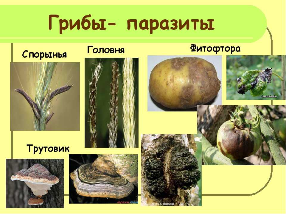 Значение бактерий-сапрофитов как элементов любой экосистемы
