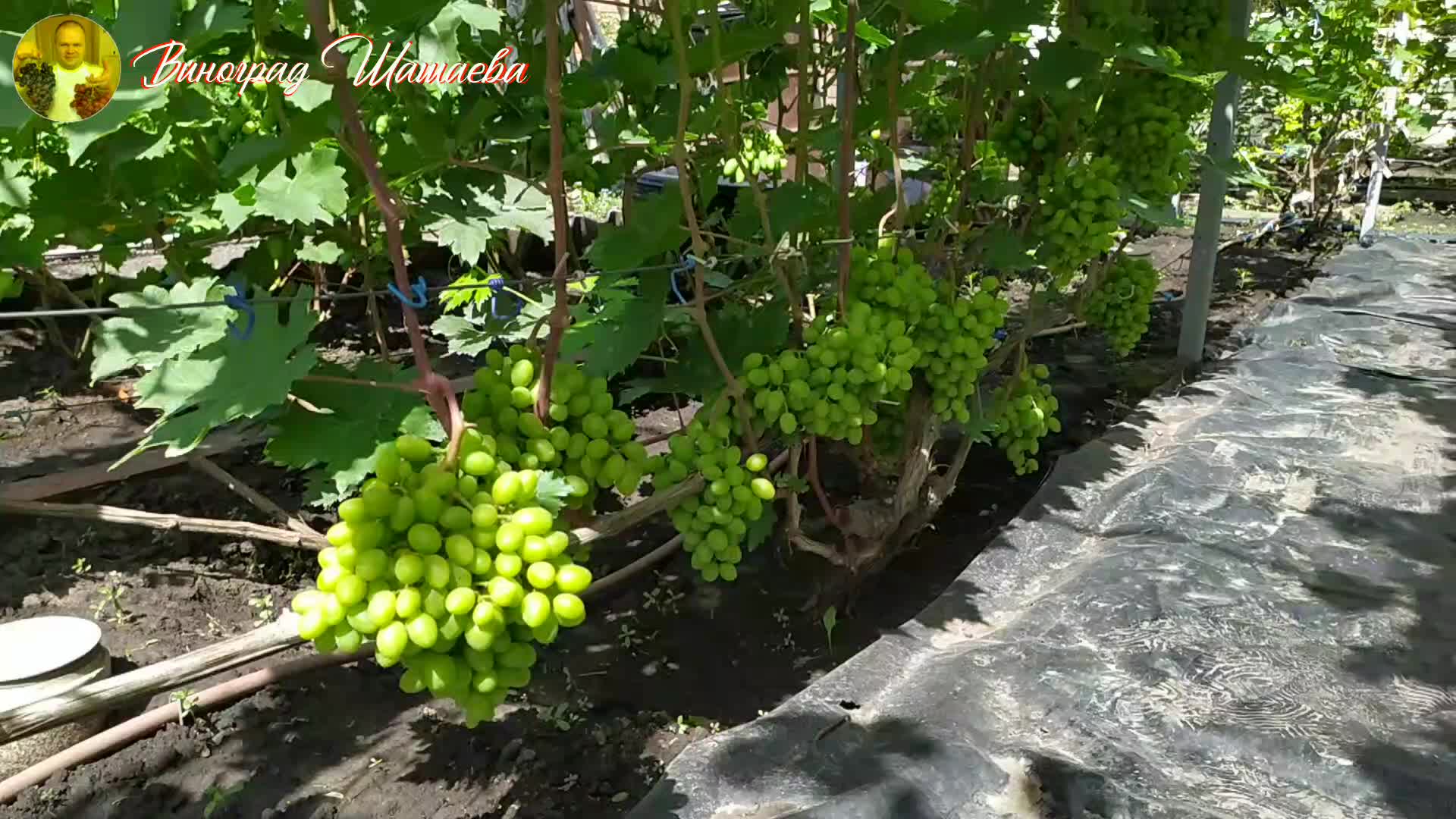 Вегетативная гибридизация