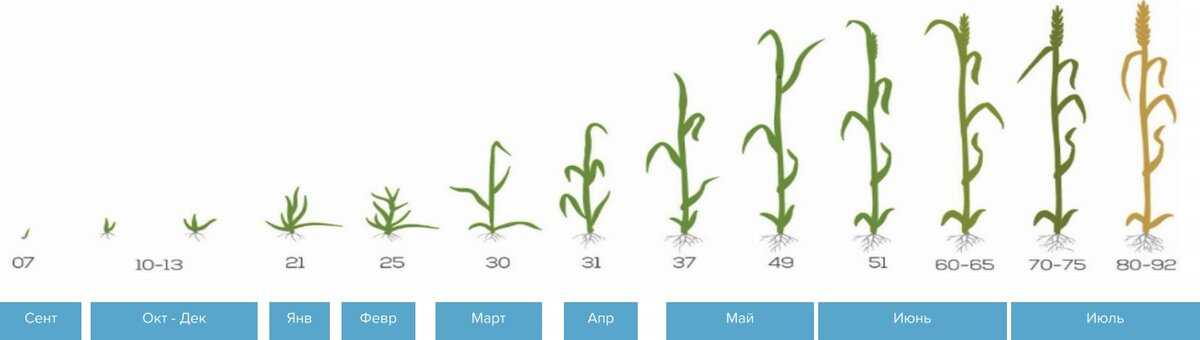Диагностика стадий развития озимой пшеницы по шкале ввсн методическое пособие - fms documentation - smartagro
